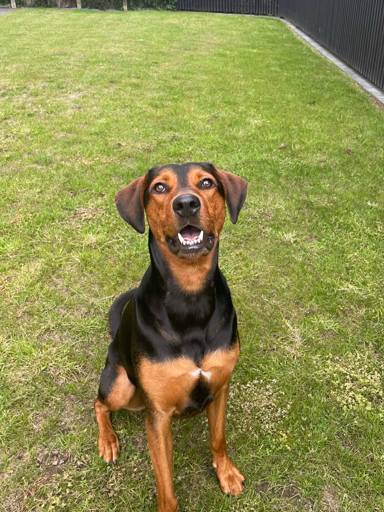 Dog sitting on a grassy area with a fence and trees in the background